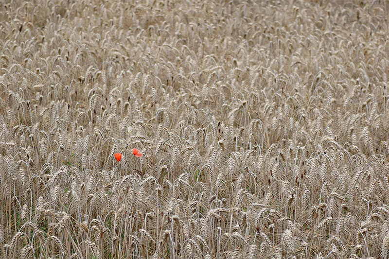 how to find a therapist